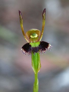 Leporella fimbriata Leporella fimbriata