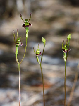 Leporella fimbriata Leporella fimbriata