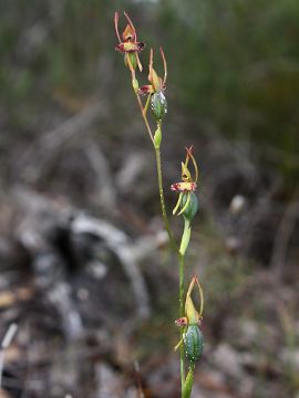 Leporella fimbriata Leporella fimbriata