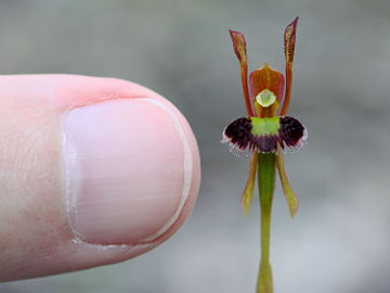 Leporella fimbriata Leporella fimbriata