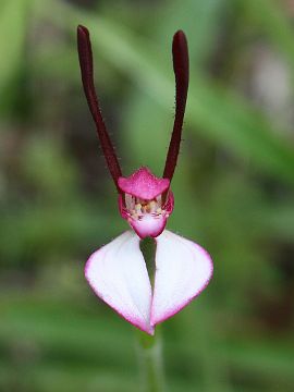 Leptoceras menziesii