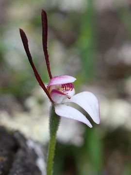 Leptoceras menziesii