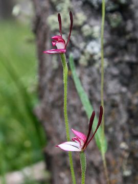 Leptoceras menziesii Leptoceras menziesii