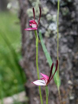 Leptoceras menziesii