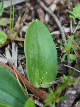 Leptoceras menziesii