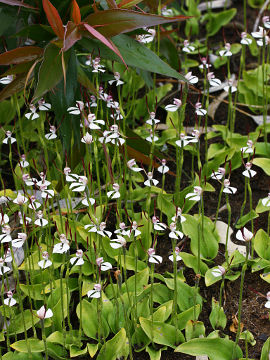 Leptoceras menziesii Leptoceras menziesii