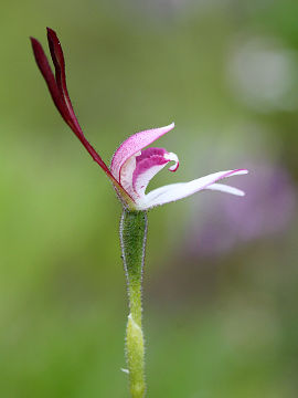 Leptoceras menziesii Leptoceras menziesii
