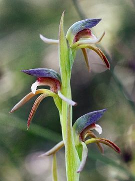 Lyperanthus serratus