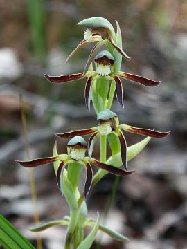 Lyperanthus serratus