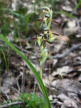 Lyperanthus serratus