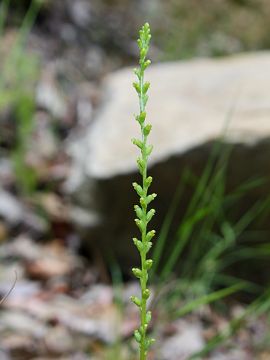 Microtis parviflora