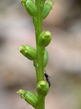 Microtis parviflora