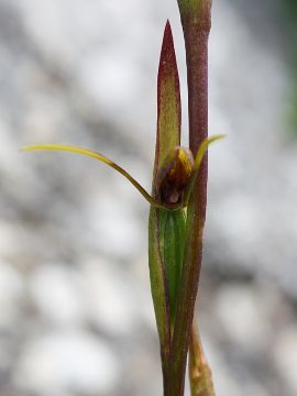 Orthoceras strictums