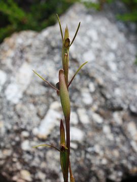 Orthoceras strictums