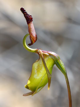 Paracaleana alcockii Paracaleana alcockii
