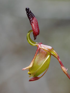 Paracaleana alcockii Paracaleana alcockii