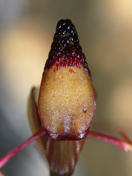 Paracaleana alcockii Paracaleana alcockii