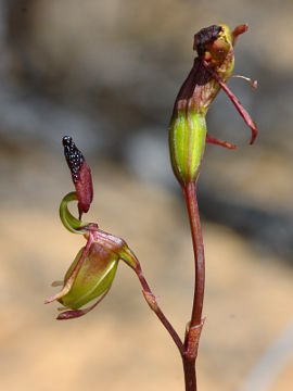 Paracaleana alcockii Paracaleana alcockii