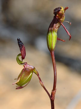 Paracaleana alcockii