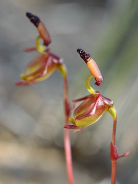 Paracaleana alcockii