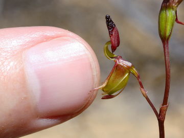 Paracaleana alcockii Paracaleana alcockii