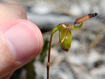 Paracaleana brockmanii Paracaleana brockmanii