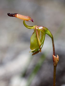 Paracaleana brockmanii