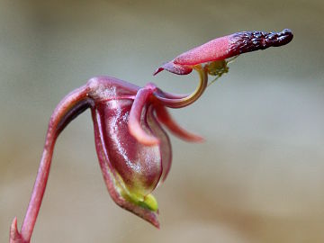 Paracaleana gracilicordata