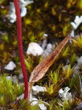 Paracaleana gracilicordata Paracaleana gracilicordata