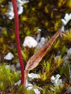 Paracaleana gracilicordata