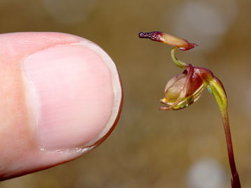 Paracaleana gracilicordata Paracaleana gracilicordata