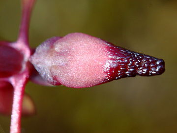 Paracaleana gracilicordata Paracaleana gracilicordata