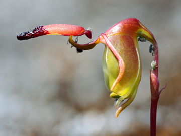 Paracaleana granitica Paracaleana granitica
