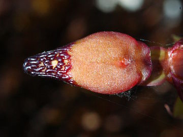 Paracaleana granitica Paracaleana granitica