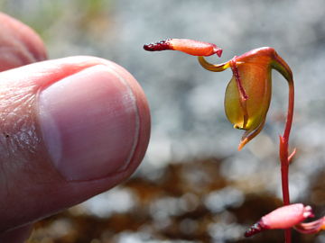 Paracaleana granitica Paracaleana granitica