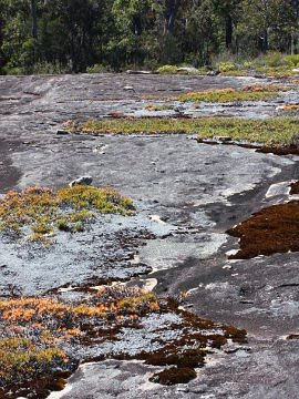 Paracaleana granitica Paracaleana granitica