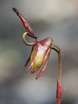 Paracaleana hortiorum Paracaleana hortiorum