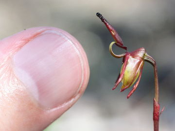 Paracaleana hortiorum Paracaleana hortiorum