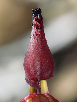 Paracaleana hortiorum Paracaleana hortiorum