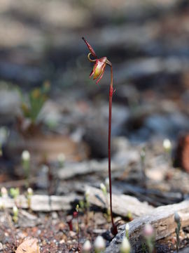 Paracaleana hortiorum Paracaleana hortiorum