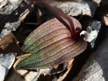 Paracaleana hortiorum Paracaleana hortiorum