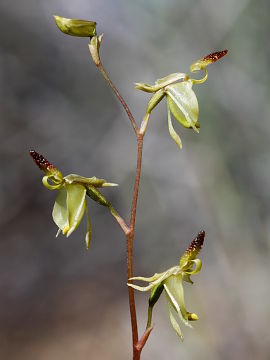 Paracaleana lyonsii