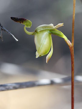 Paracaleana lyonsii