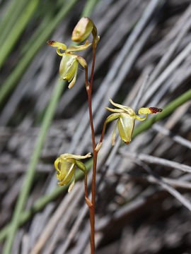 Paracaleana lyonsii Paracaleana lyonsii