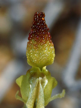 Paracaleana lyonsii Paracaleana lyonsii