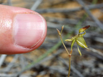 Paracaleana lyonsii