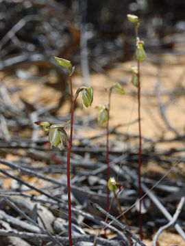 Paracaleana lyonsii Paracaleana lyonsii