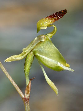 Paracaleana lyonsii