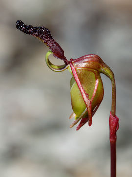 Paracaleana nigrita