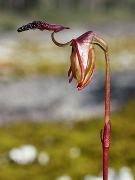 Paracaleana nigrita